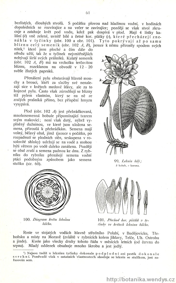 Názorná květena zemí koruny české, svazek 2, strana 61