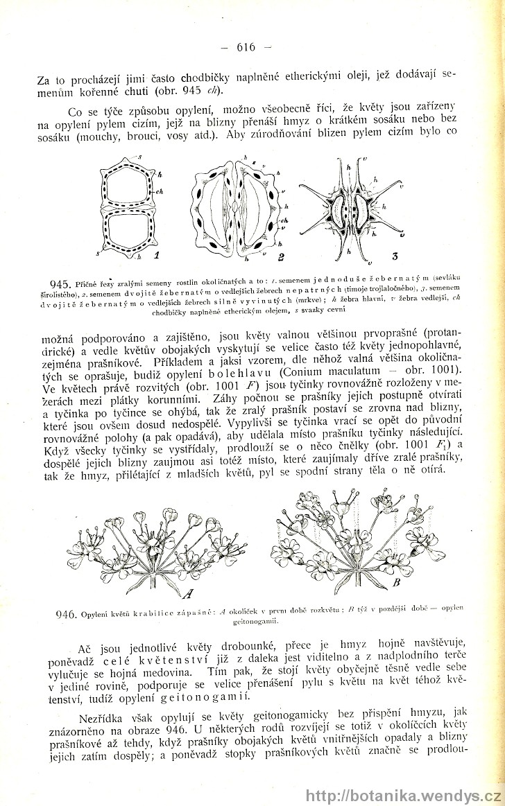 Názorná květena zemí koruny české, svazek 2, strana 616