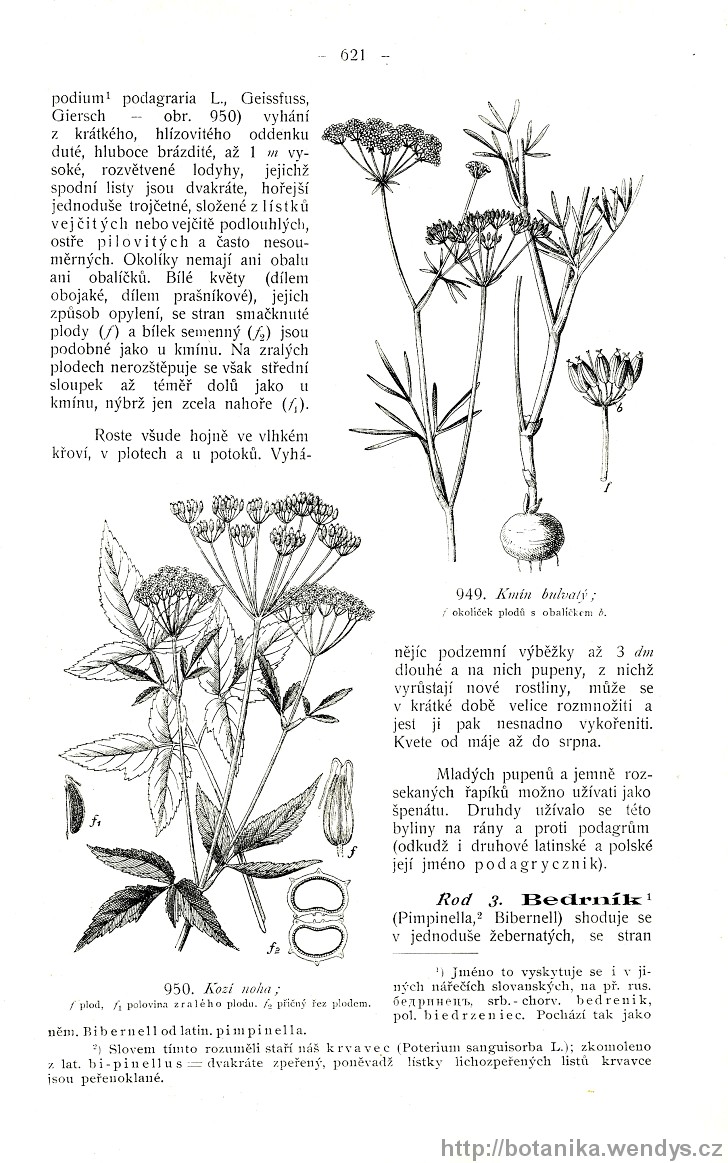 Názorná květena zemí koruny české, svazek 2, strana 621