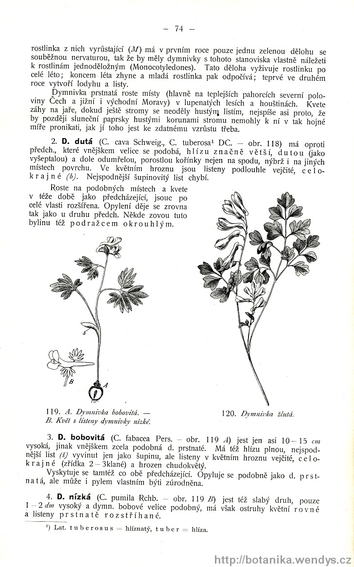 Názorná květena zemí koruny české, svazek 2, strana 74