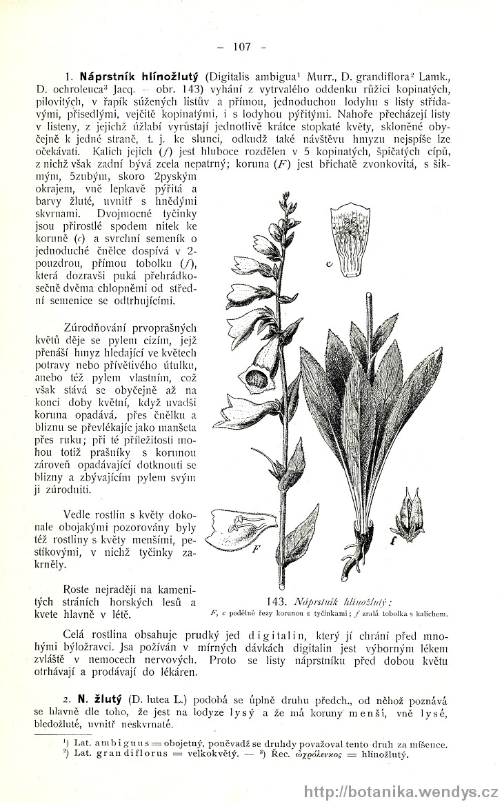 Názorná květena zemí koruny české, svazek 3, strana 107
