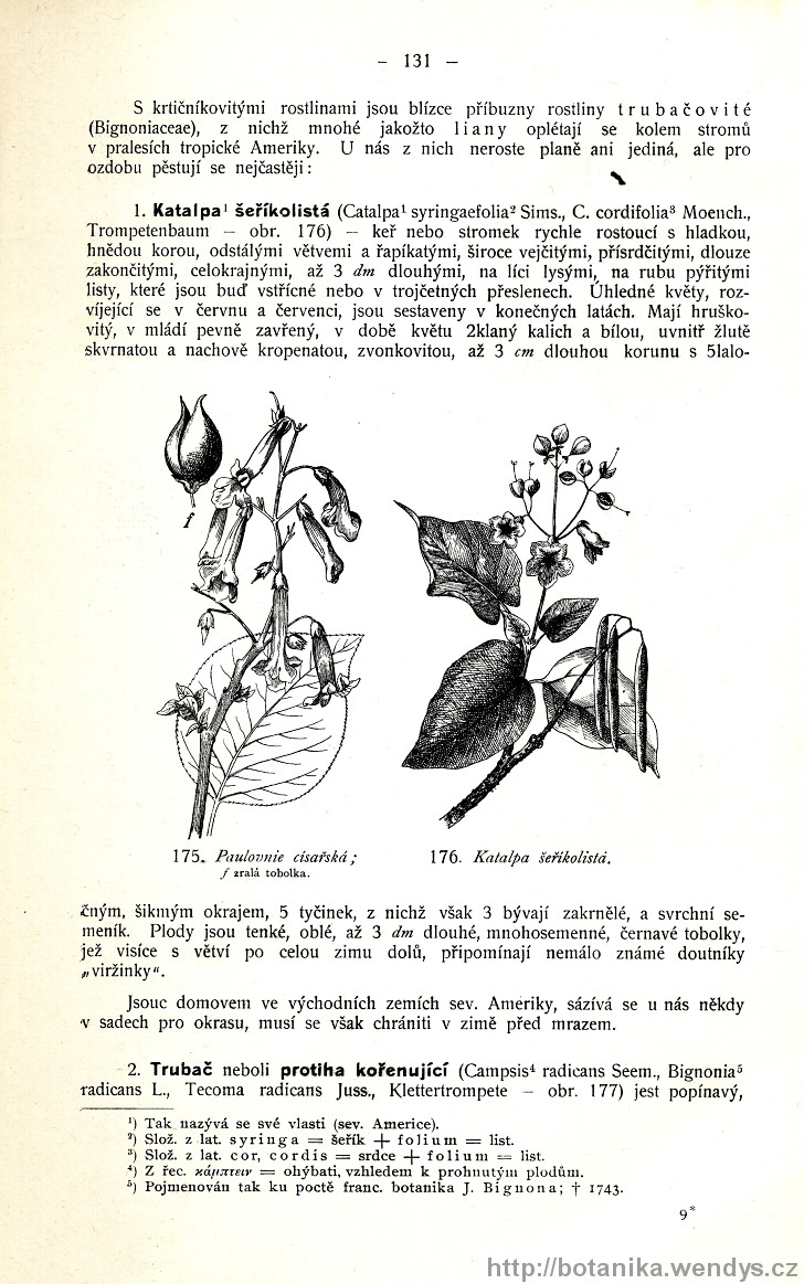 Názorná květena zemí koruny české, svazek 3, strana 131