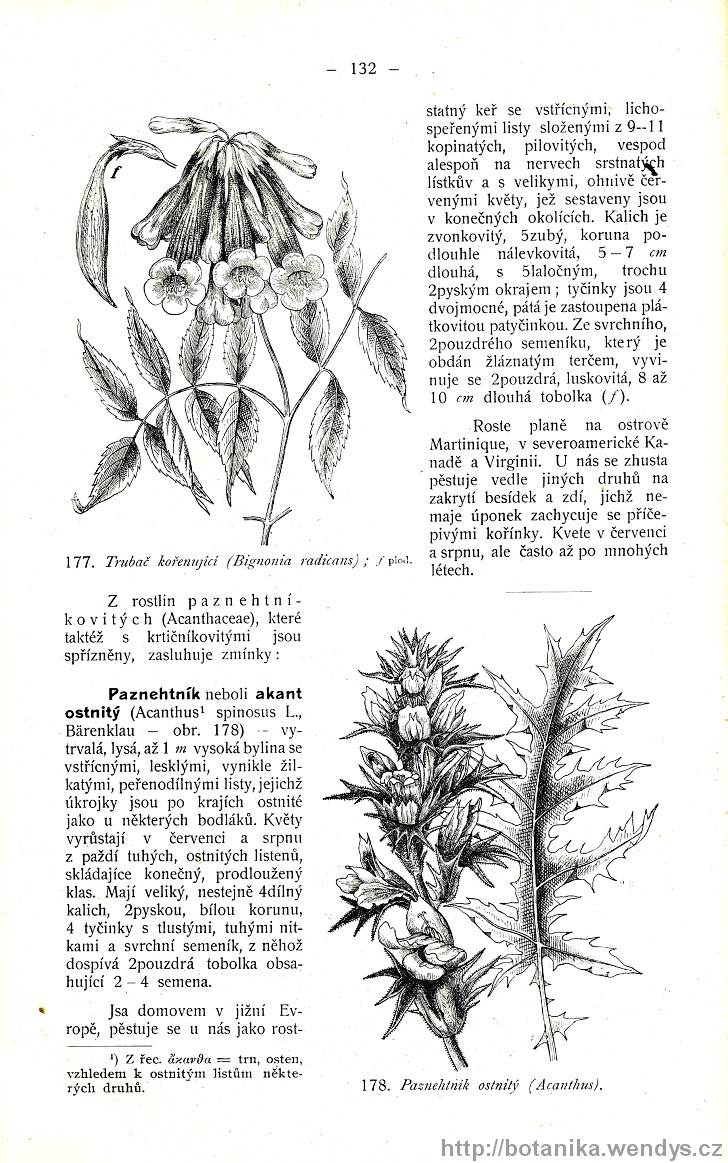 Názorná květena zemí koruny české, svazek 3, strana 132