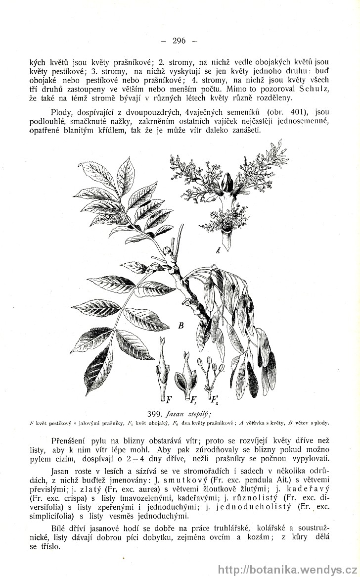 Názorná květena zemí koruny české, svazek 3, strana 296