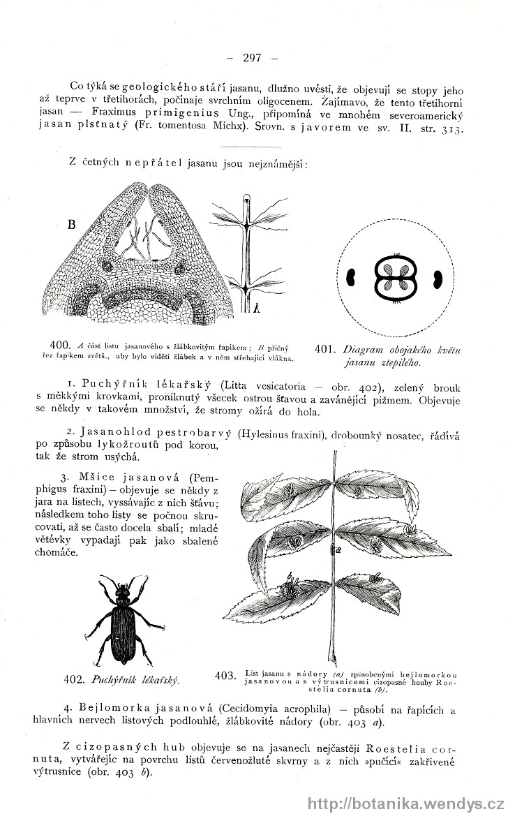 Názorná květena zemí koruny české, svazek 3, strana 297