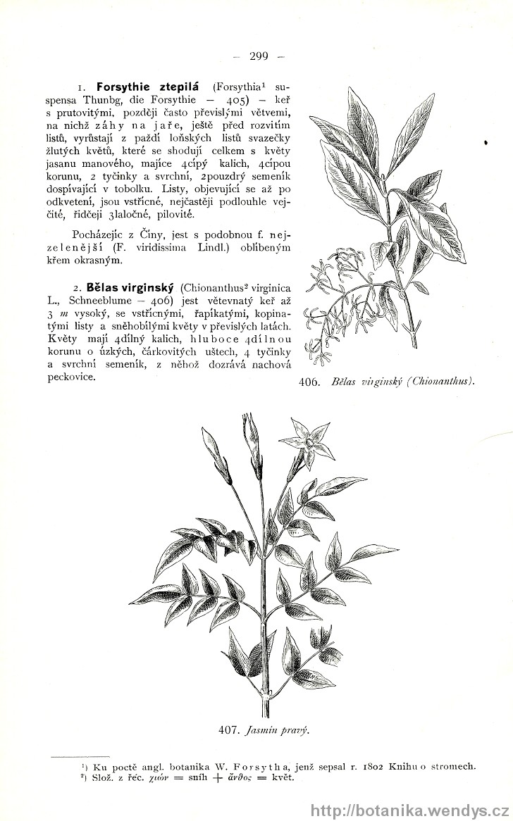 Názorná květena zemí koruny české, svazek 3, strana 299