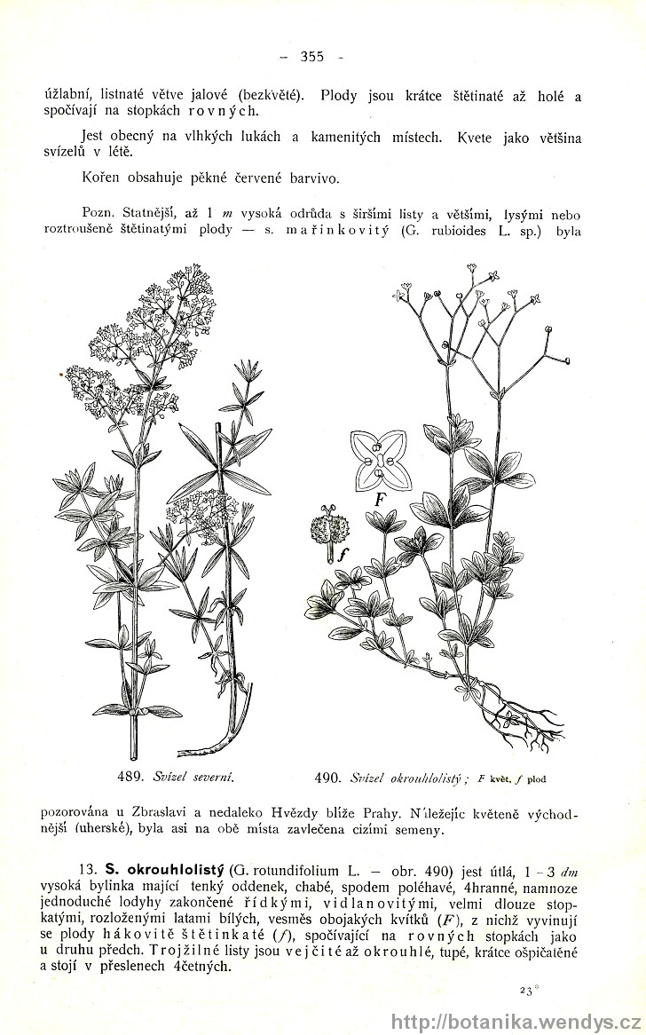 Názorná květena zemí koruny české, svazek 3, strana 355