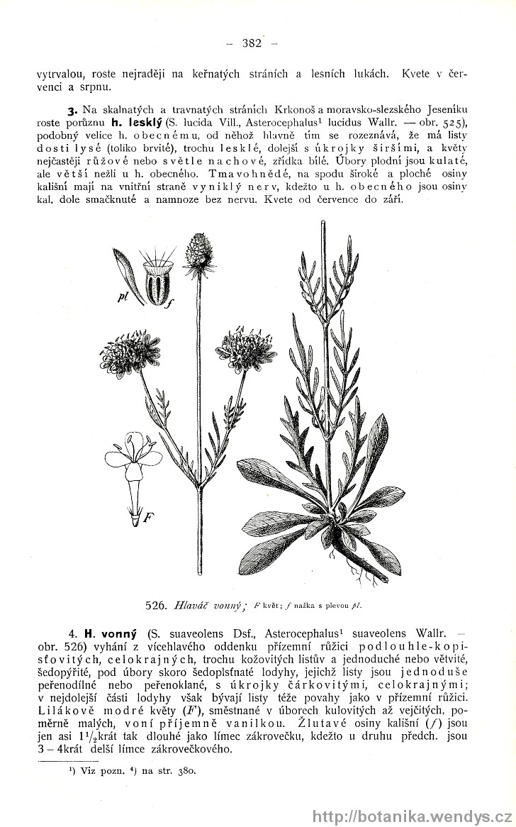 Názorná květena zemí koruny české, svazek 3, strana 382