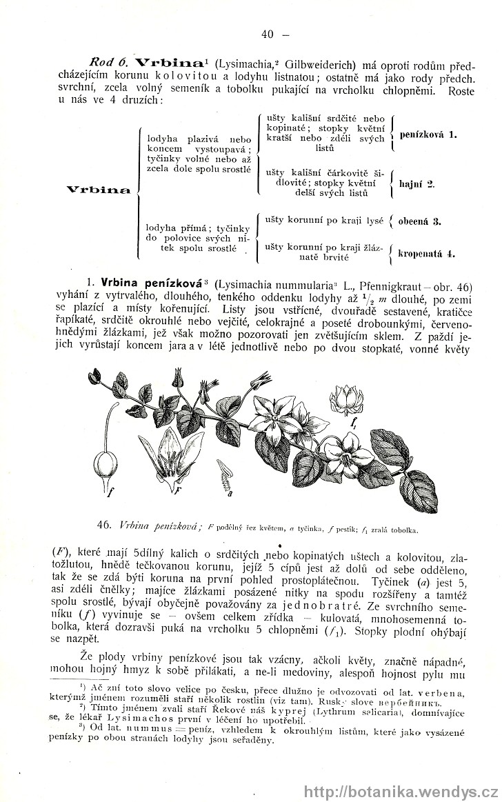 Názorná květena zemí koruny české, svazek 3, strana 40