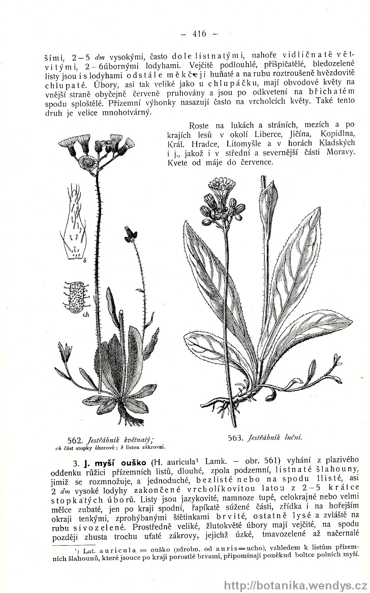 Názorná květena zemí koruny české, svazek 3, strana 416