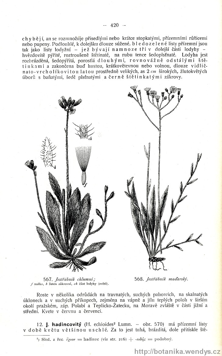Názorná květena zemí koruny české, svazek 3, strana 420