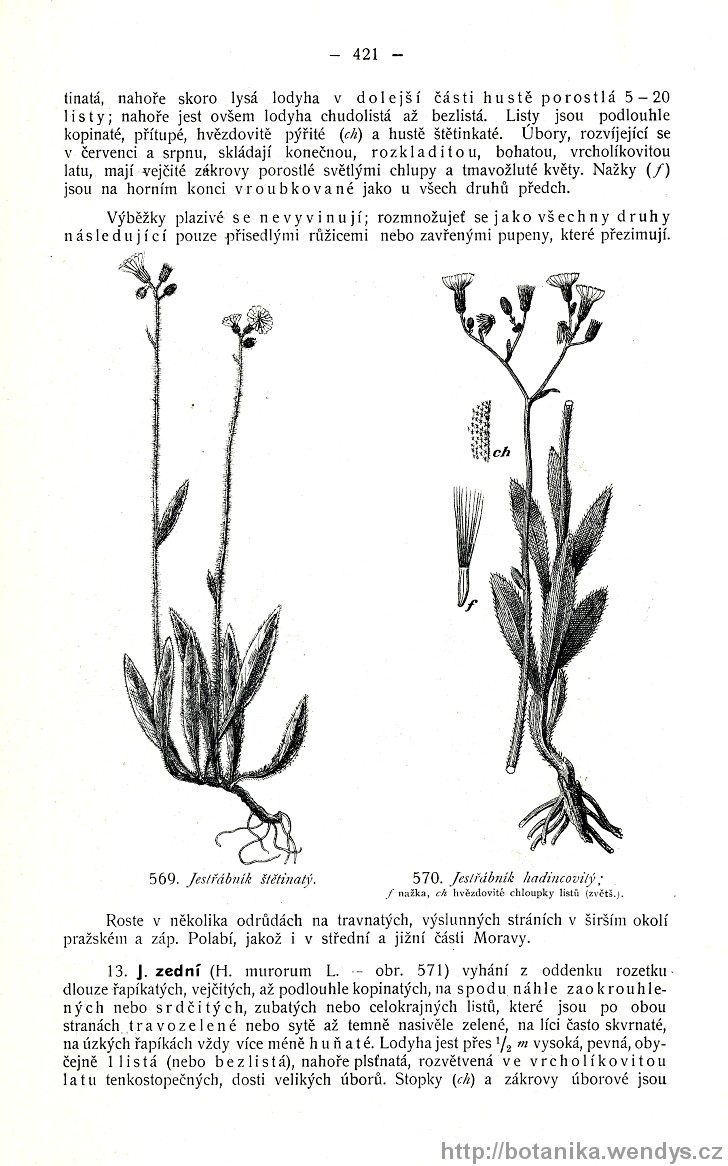 Názorná květena zemí koruny české, svazek 3, strana 421