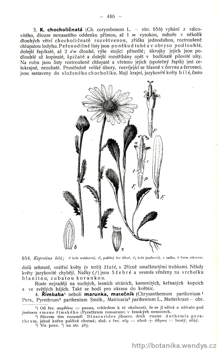 Názorná květena zemí koruny české, svazek 3, strana 486