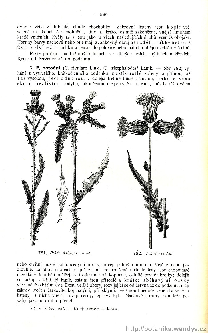 Názorná květena zemí koruny české, svazek 3, strana 586
