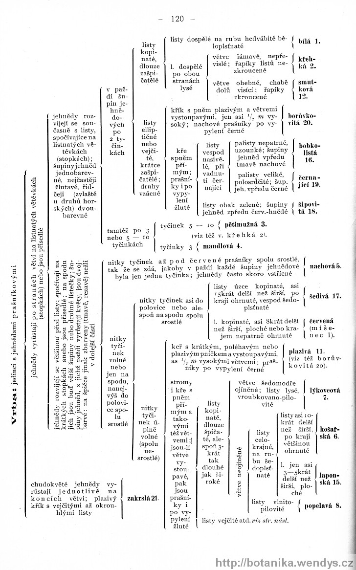 Názorná květena zemí koruny české, svazek 4, strana 120