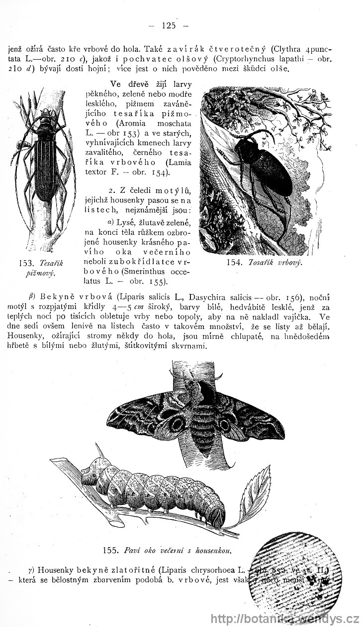 Názorná květena zemí koruny české, svazek 4, strana 125