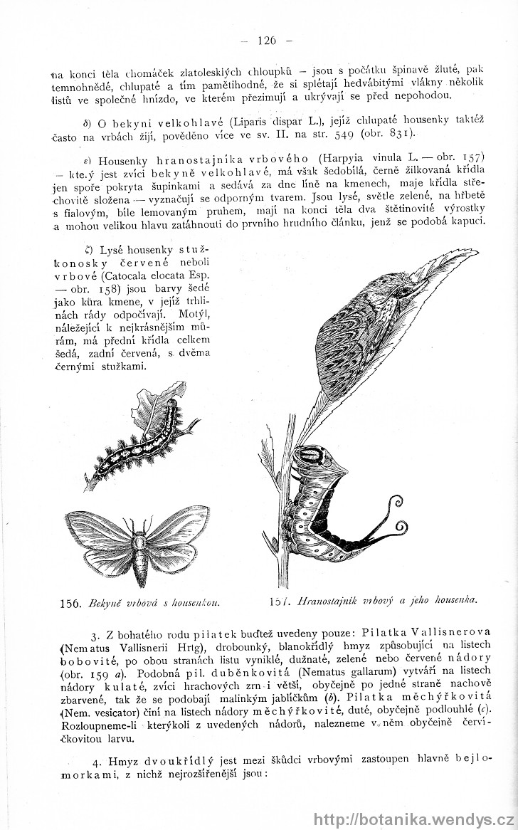 Názorná květena zemí koruny české, svazek 4, strana 126