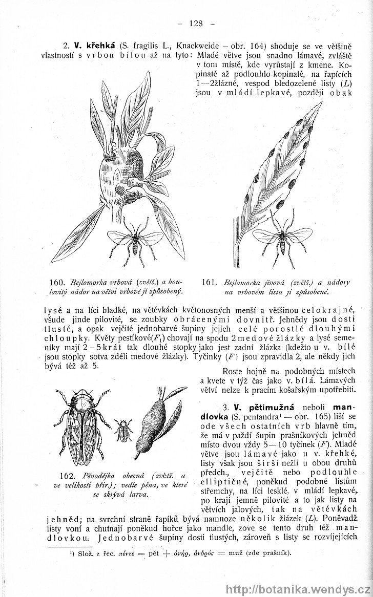 Názorná květena zemí koruny české, svazek 4, strana 128