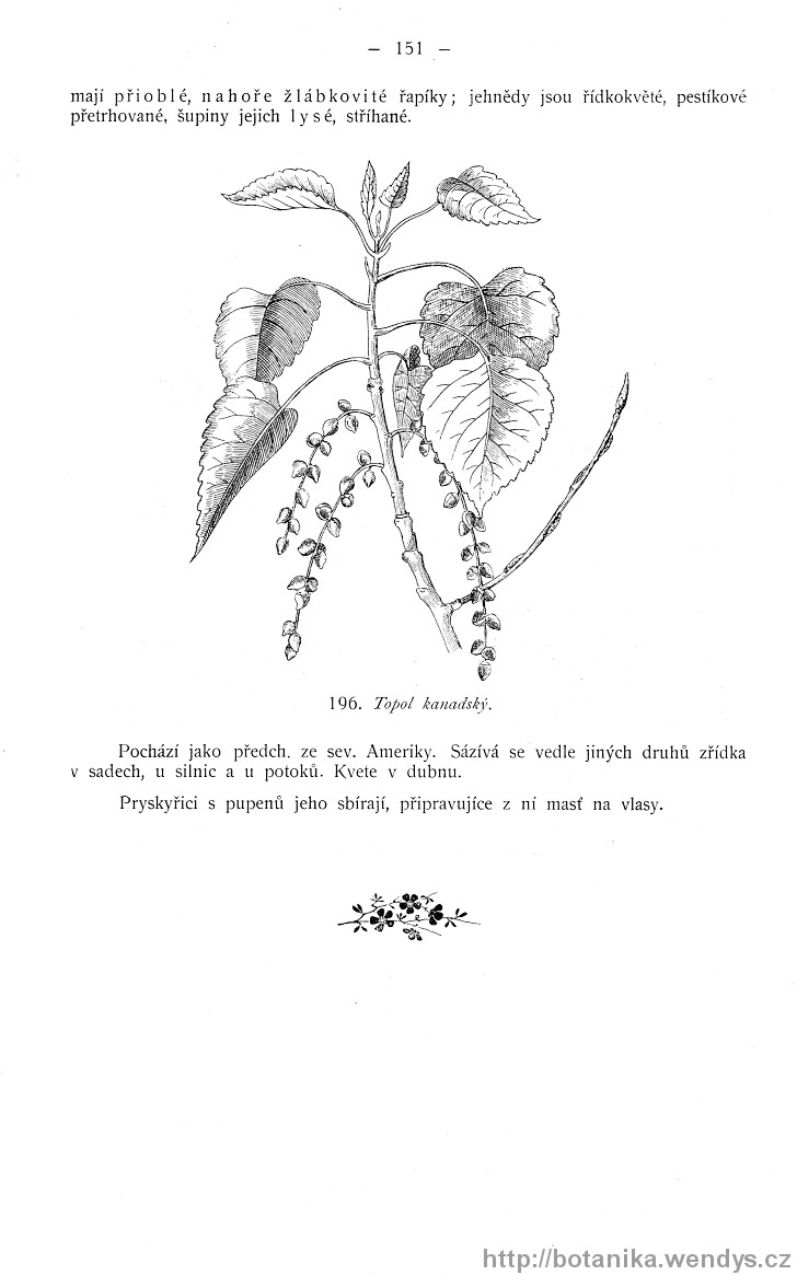 Názorná květena zemí koruny české, svazek 4, strana 151