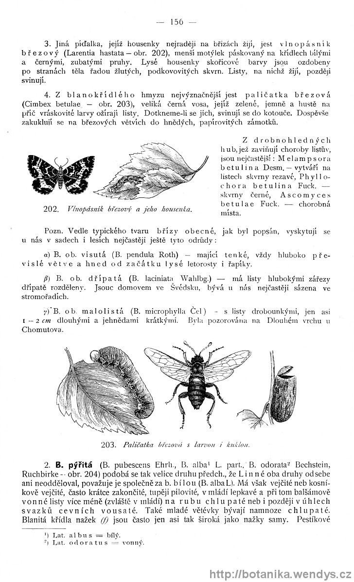 Názorná květena zemí koruny české, svazek 4, strana 156