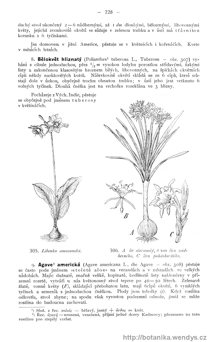 Názorná květena zemí koruny české, svazek 4, strana 228