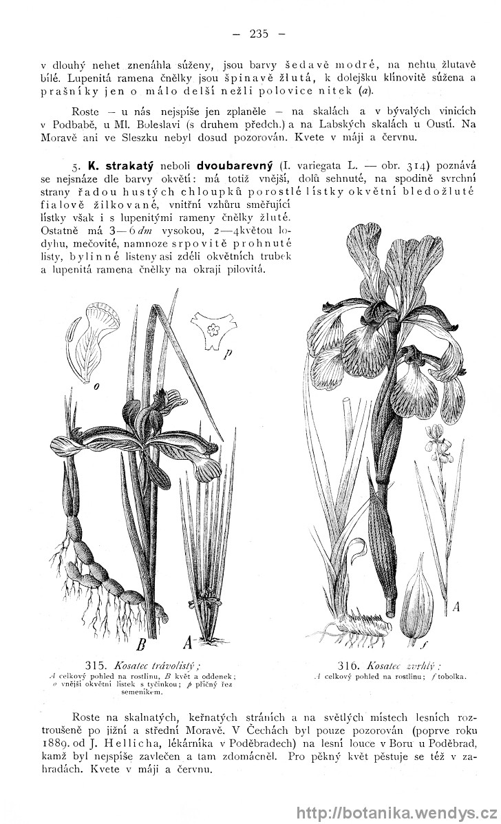 Názorná květena zemí koruny české, svazek 4, strana 235