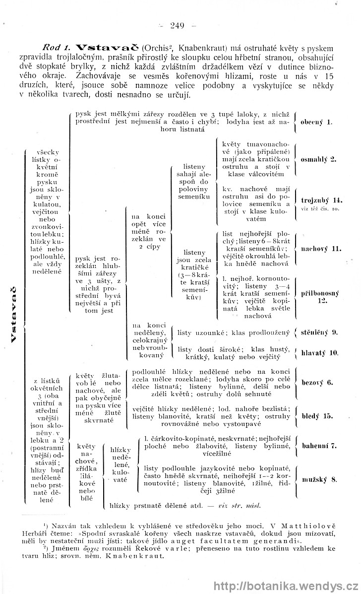 Názorná květena zemí koruny české, svazek 4, strana 249
