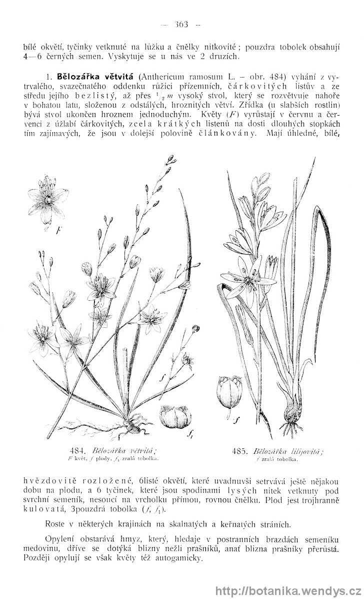 Názorná květena zemí koruny české, svazek 4, strana 363