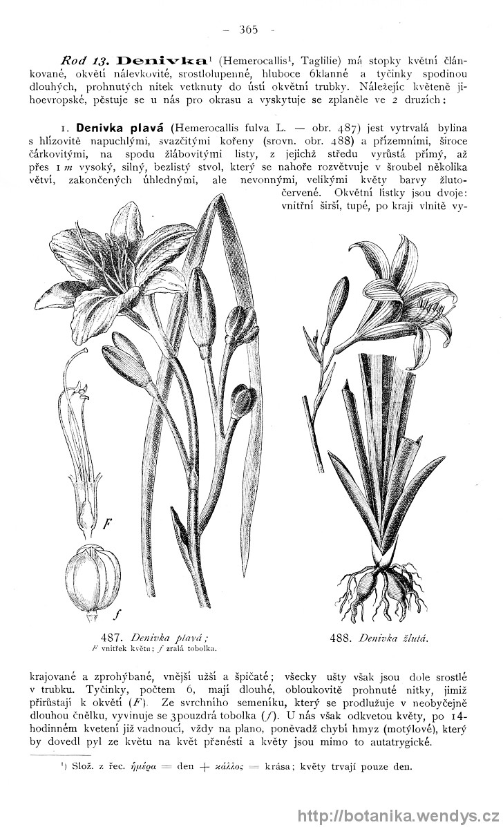 Názorná květena zemí koruny české, svazek 4, strana 365