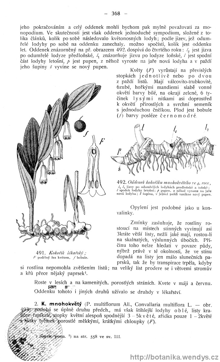 Názorná květena zemí koruny české, svazek 4, strana 368