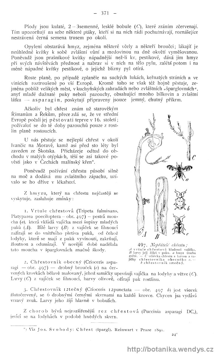 Názorná květena zemí koruny české, svazek 4, strana 371