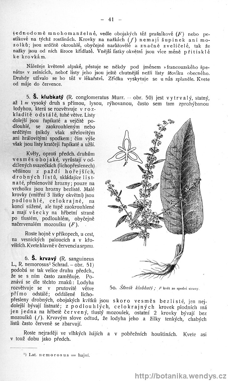 Názorná květena zemí koruny české, svazek 4, strana 41
