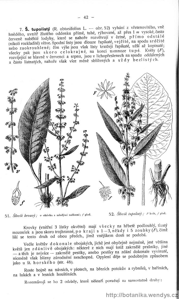Názorná květena zemí koruny české, svazek 4, strana 42