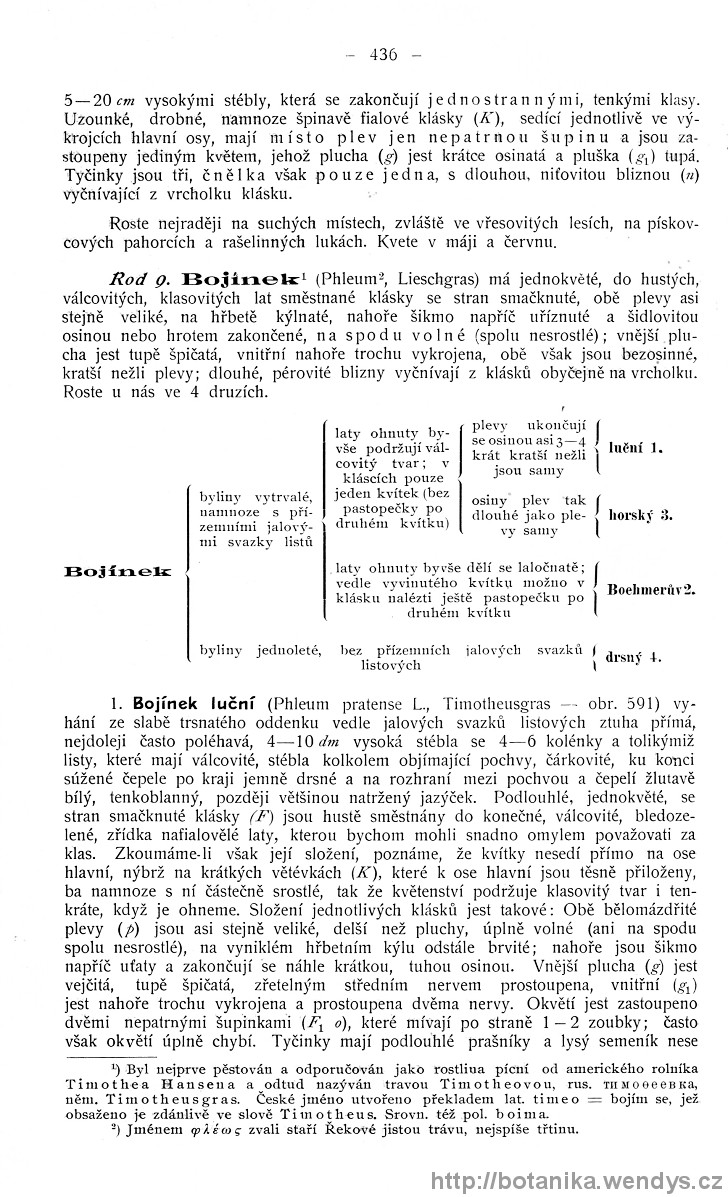 Názorná květena zemí koruny české, svazek 4, strana 436