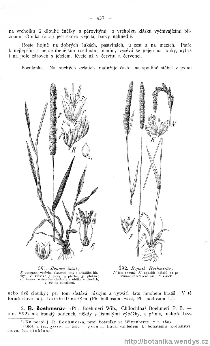 Názorná květena zemí koruny české, svazek 4, strana 437