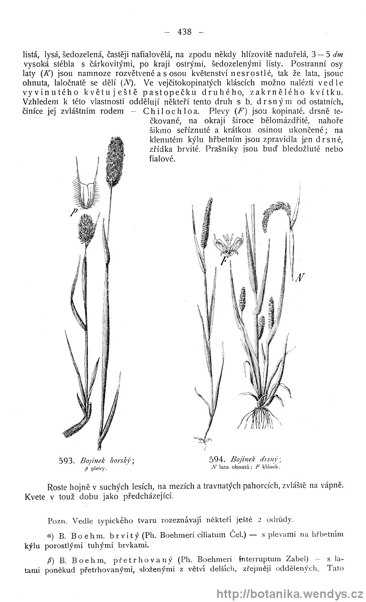Názorná květena zemí koruny české, svazek 4, strana 438
