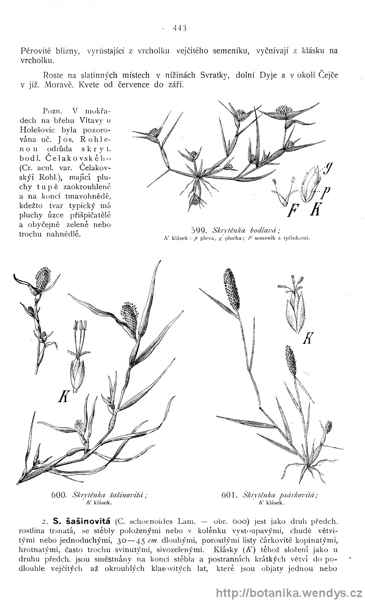 Názorná květena zemí koruny české, svazek 4, strana 443