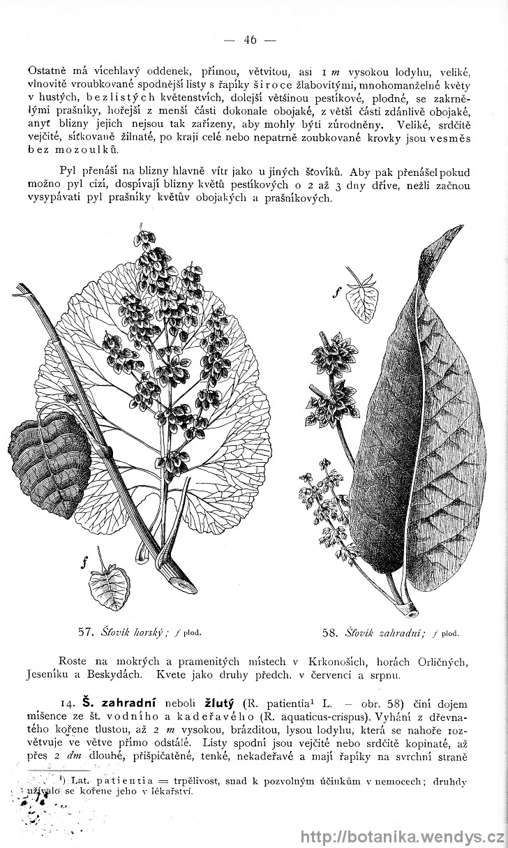Názorná květena zemí koruny české, svazek 4, strana 46