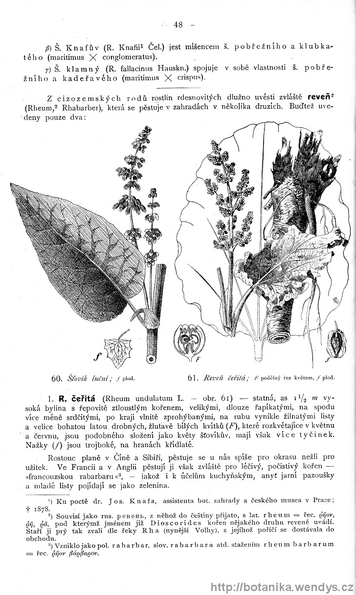 Názorná květena zemí koruny české, svazek 4, strana 48