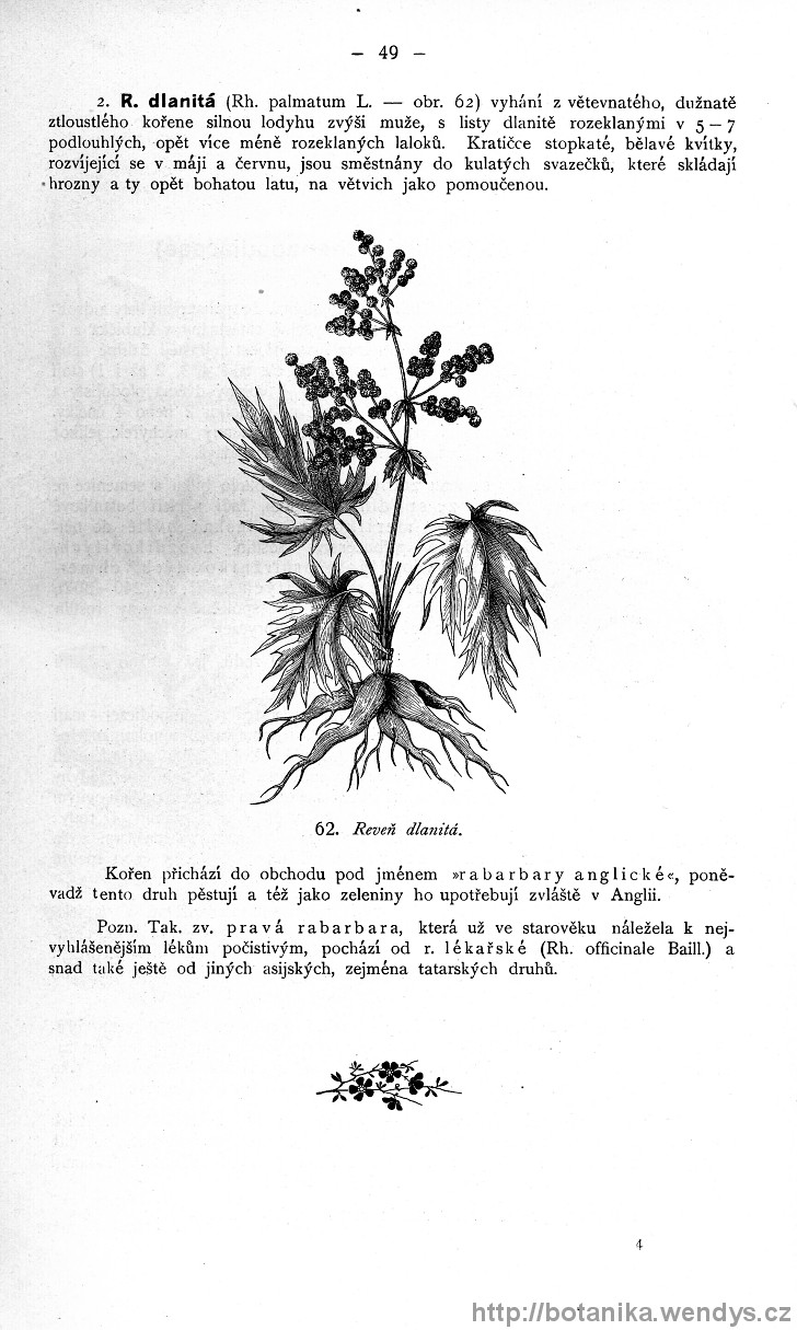 Názorná květena zemí koruny české, svazek 4, strana 49