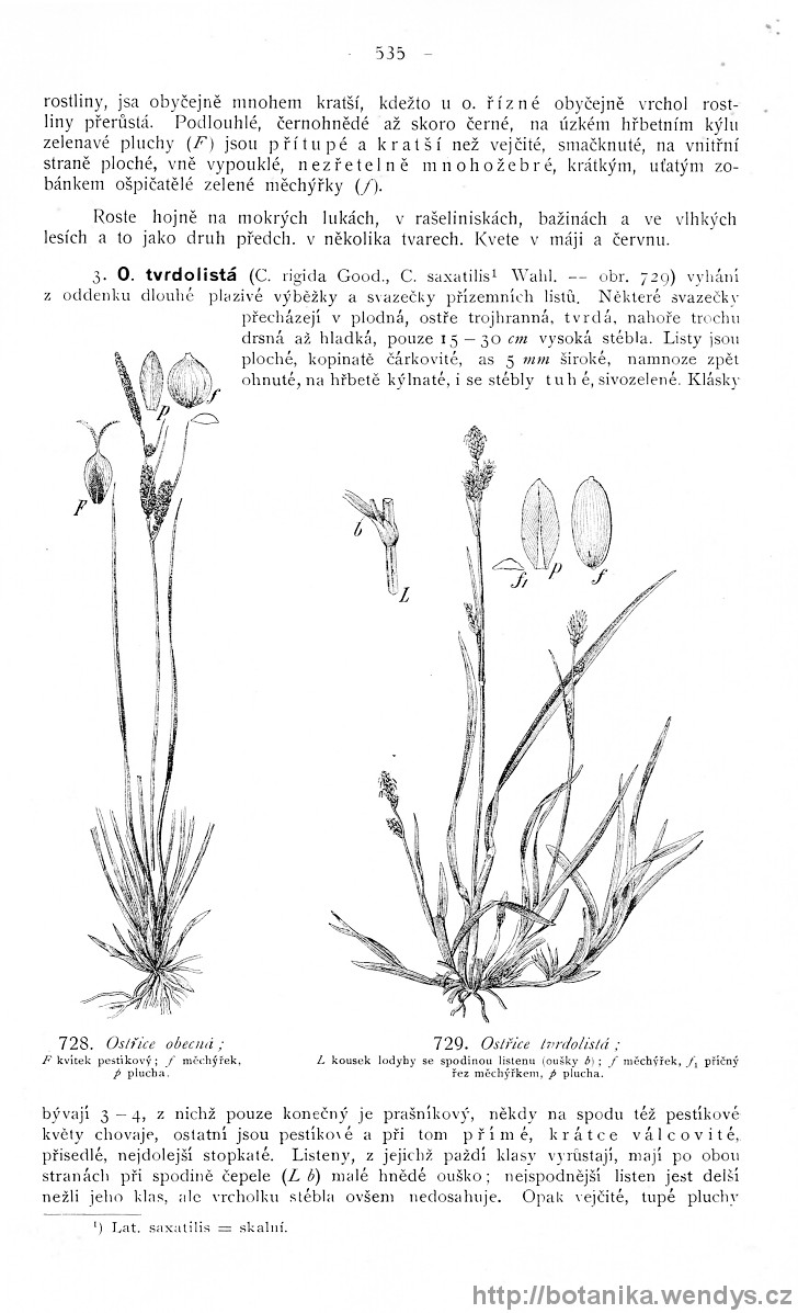 Názorná květena zemí koruny české, svazek 4, strana 535
