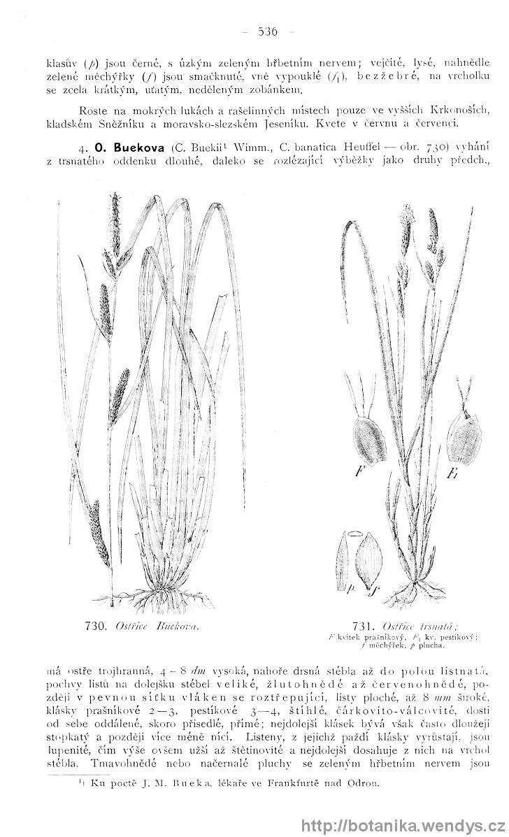 Názorná květena zemí koruny české, svazek 4, strana 536