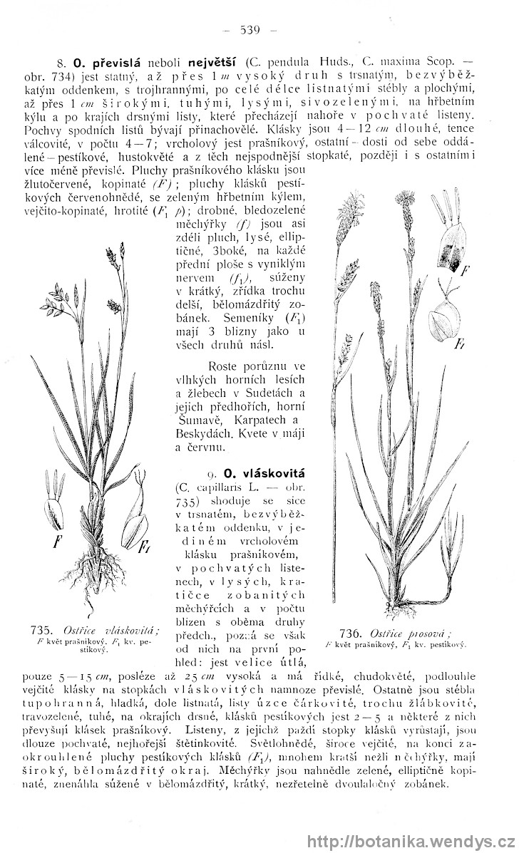 Názorná květena zemí koruny české, svazek 4, strana 539