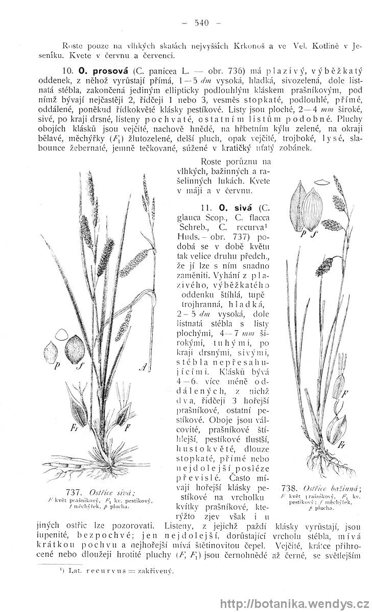 Názorná květena zemí koruny české, svazek 4, strana 540