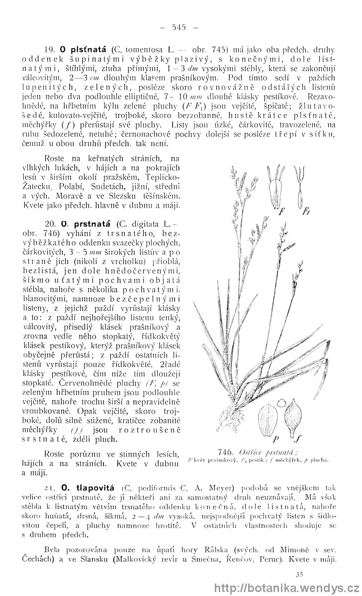 Názorná květena zemí koruny české, svazek 4, strana 545