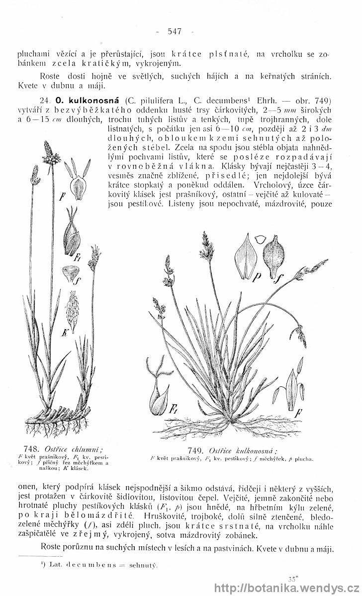 Názorná květena zemí koruny české, svazek 4, strana 547