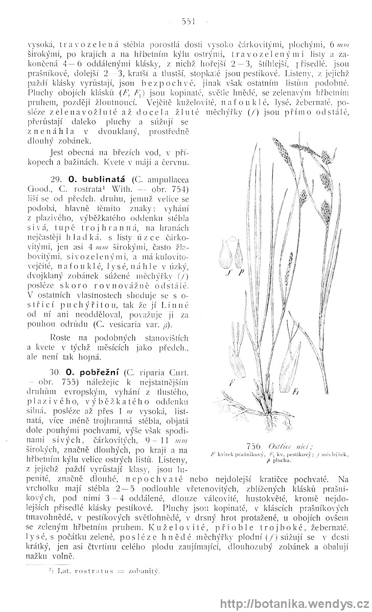 Názorná květena zemí koruny české, svazek 4, strana 551