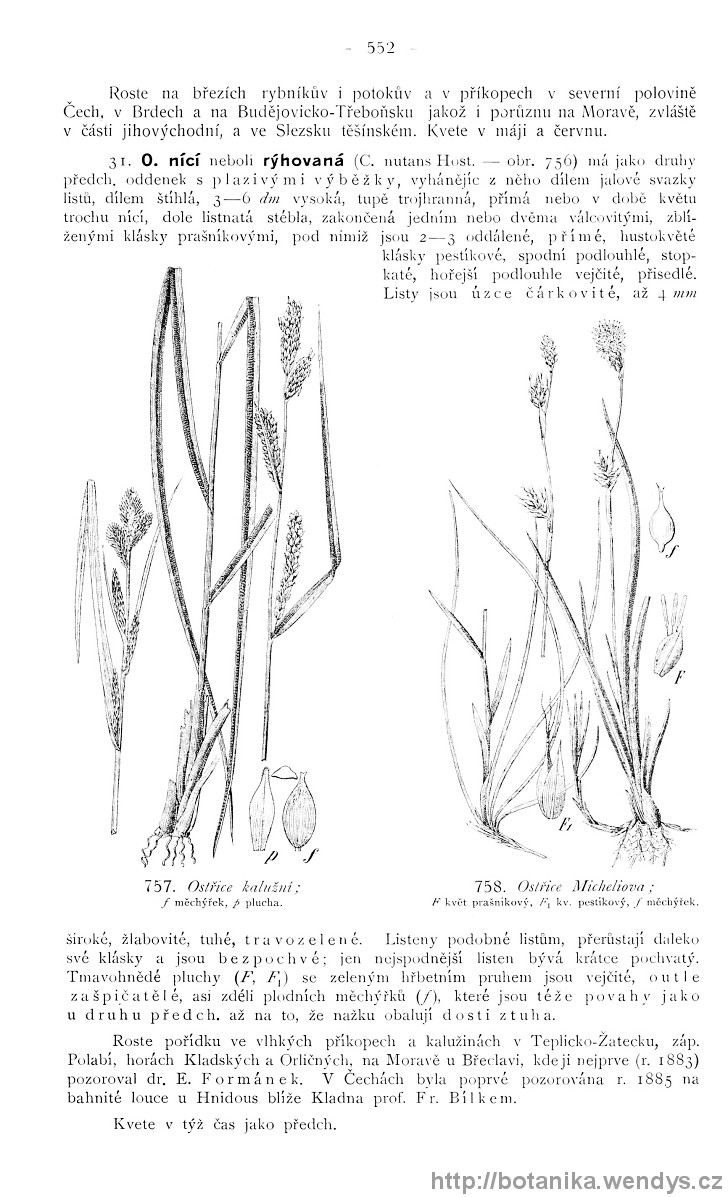 Názorná květena zemí koruny české, svazek 4, strana 552