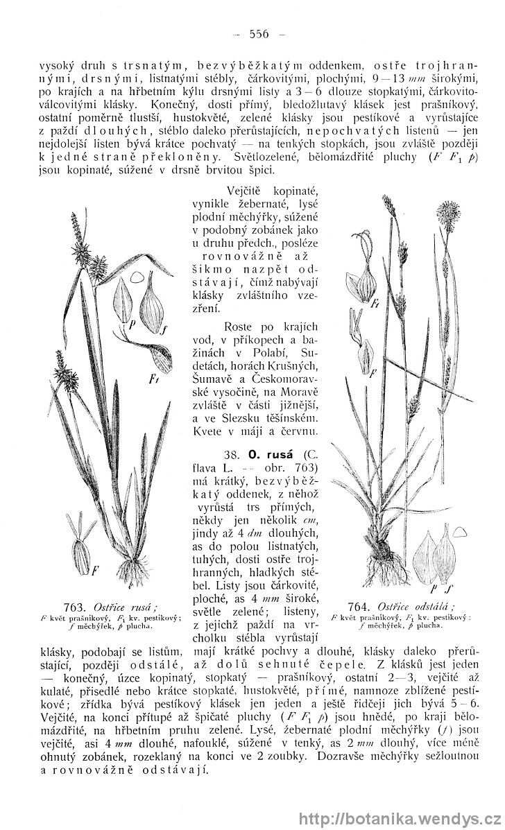 Názorná květena zemí koruny české, svazek 4, strana 556
