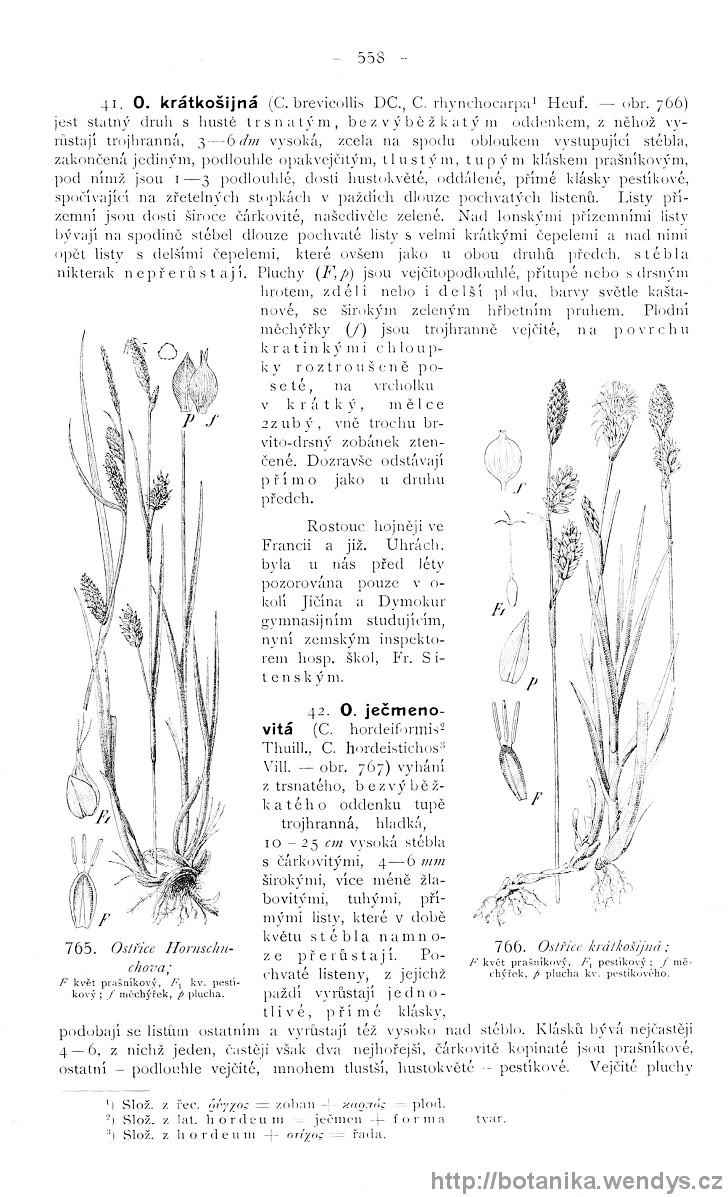 Názorná květena zemí koruny české, svazek 4, strana 558